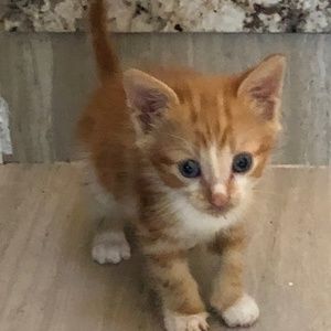 Meet your Posher, Mel